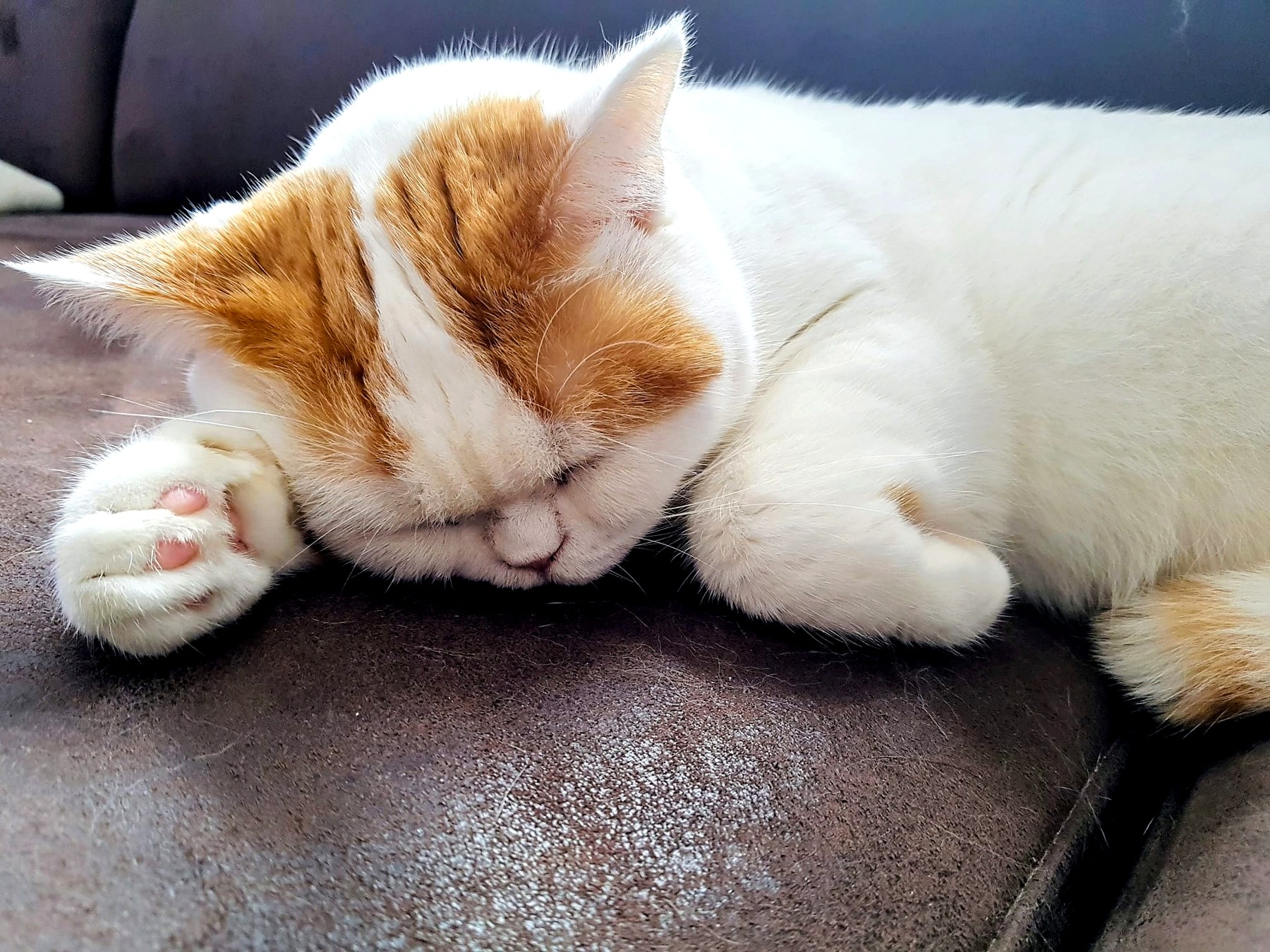 Katze bei der Betreuung in Krefeld