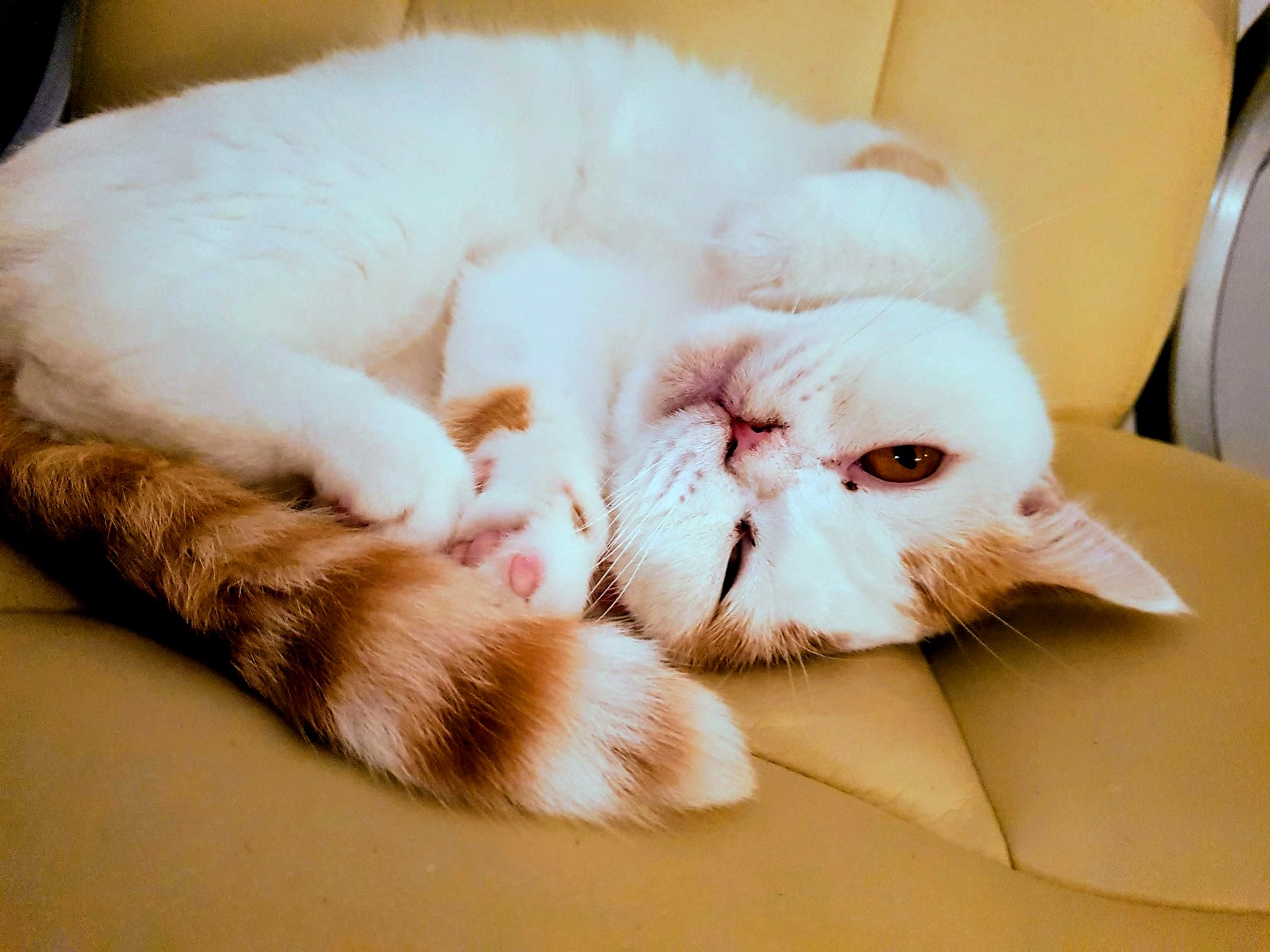 Katze bei der Betreuung in Krefeld