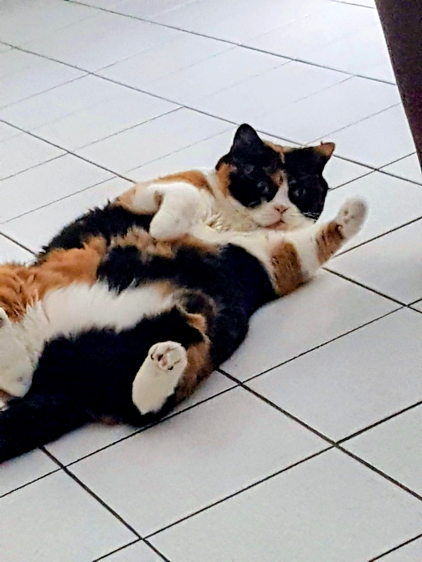 Katze bei der Betreuung in Krefeld