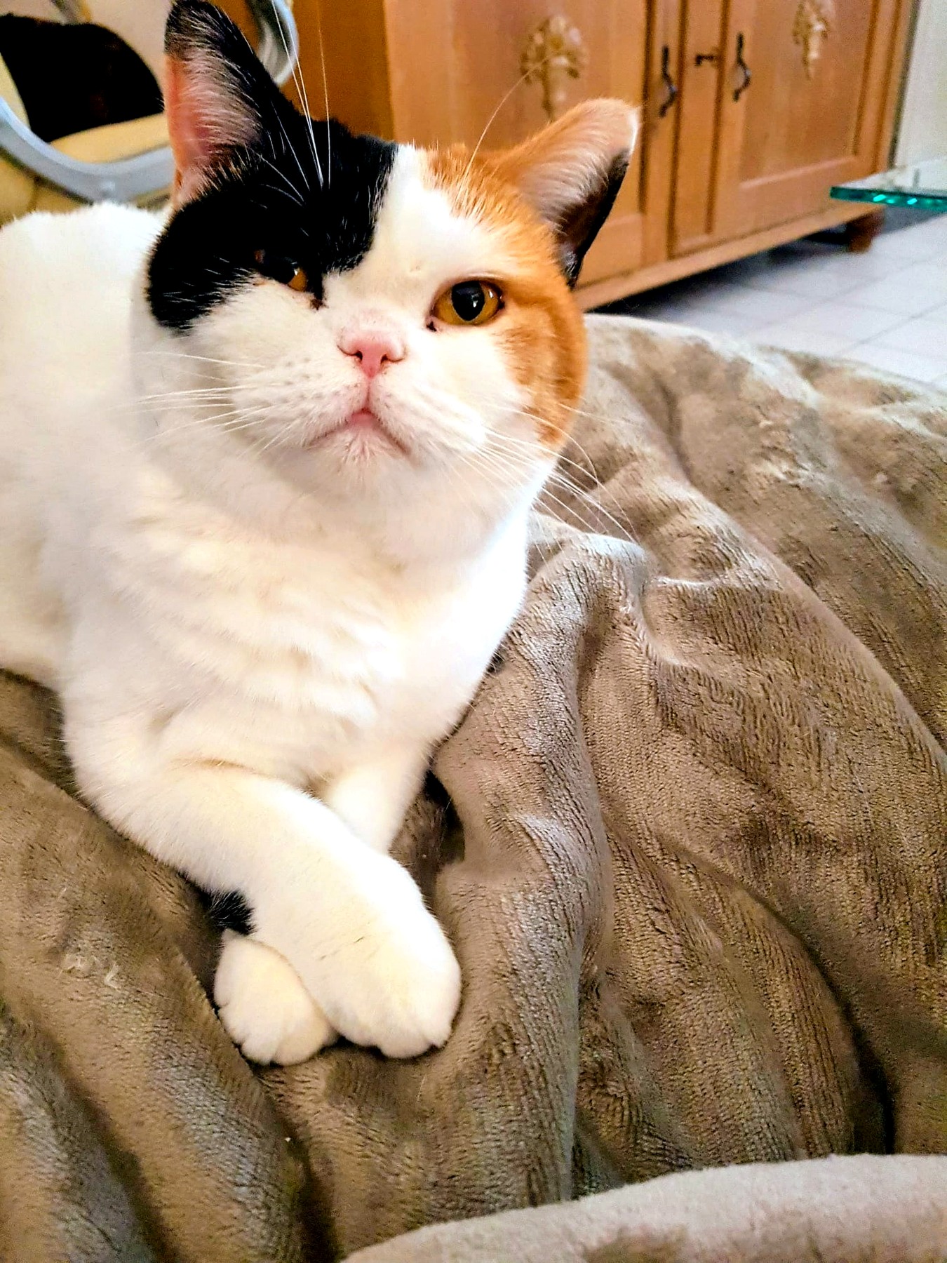 Katze bei der Betreuung in Krefeld