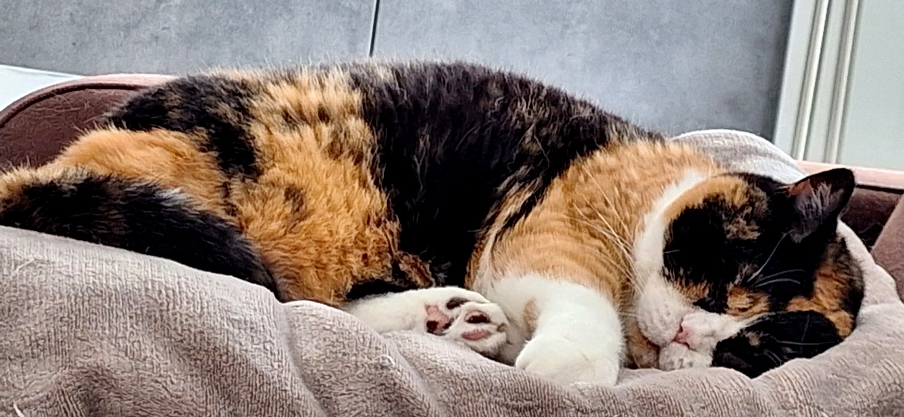 Katze bei der Betreuung in Krefeld