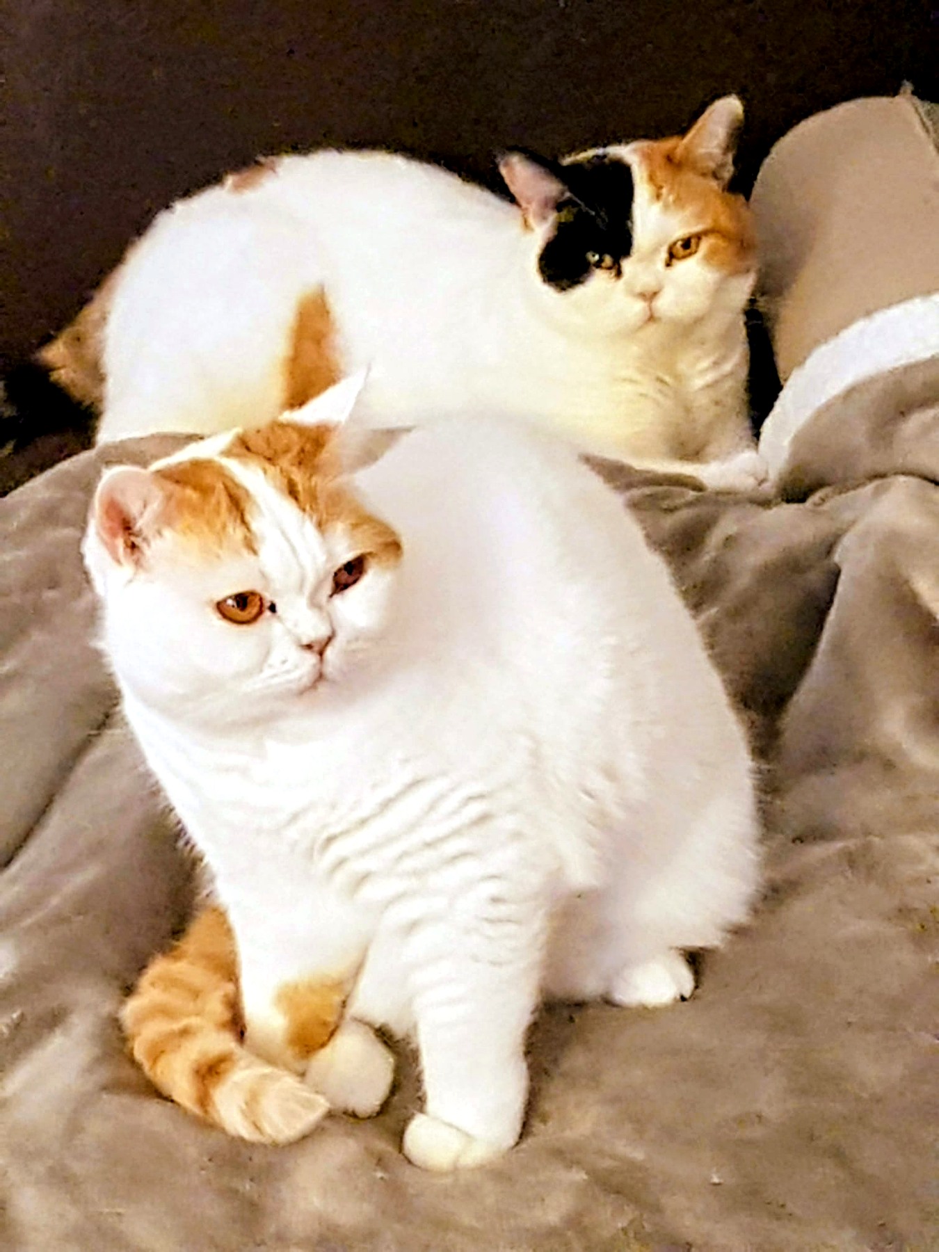 Katze bei der Betreuung in Krefeld