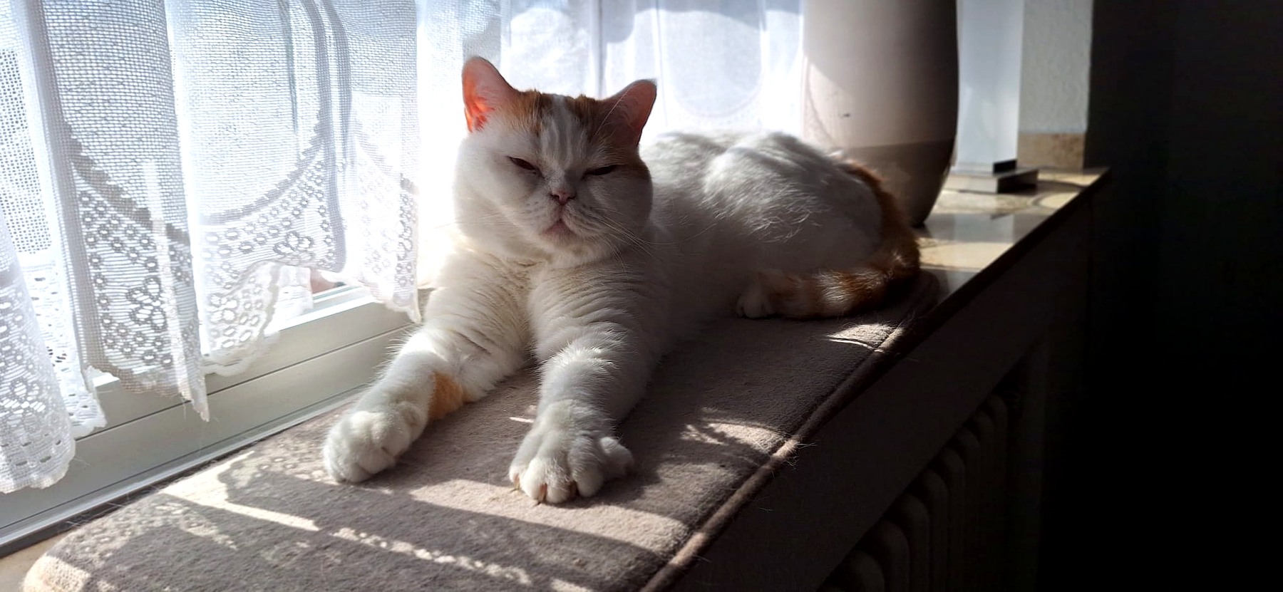 Katze bei der Betreuung in Krefeld