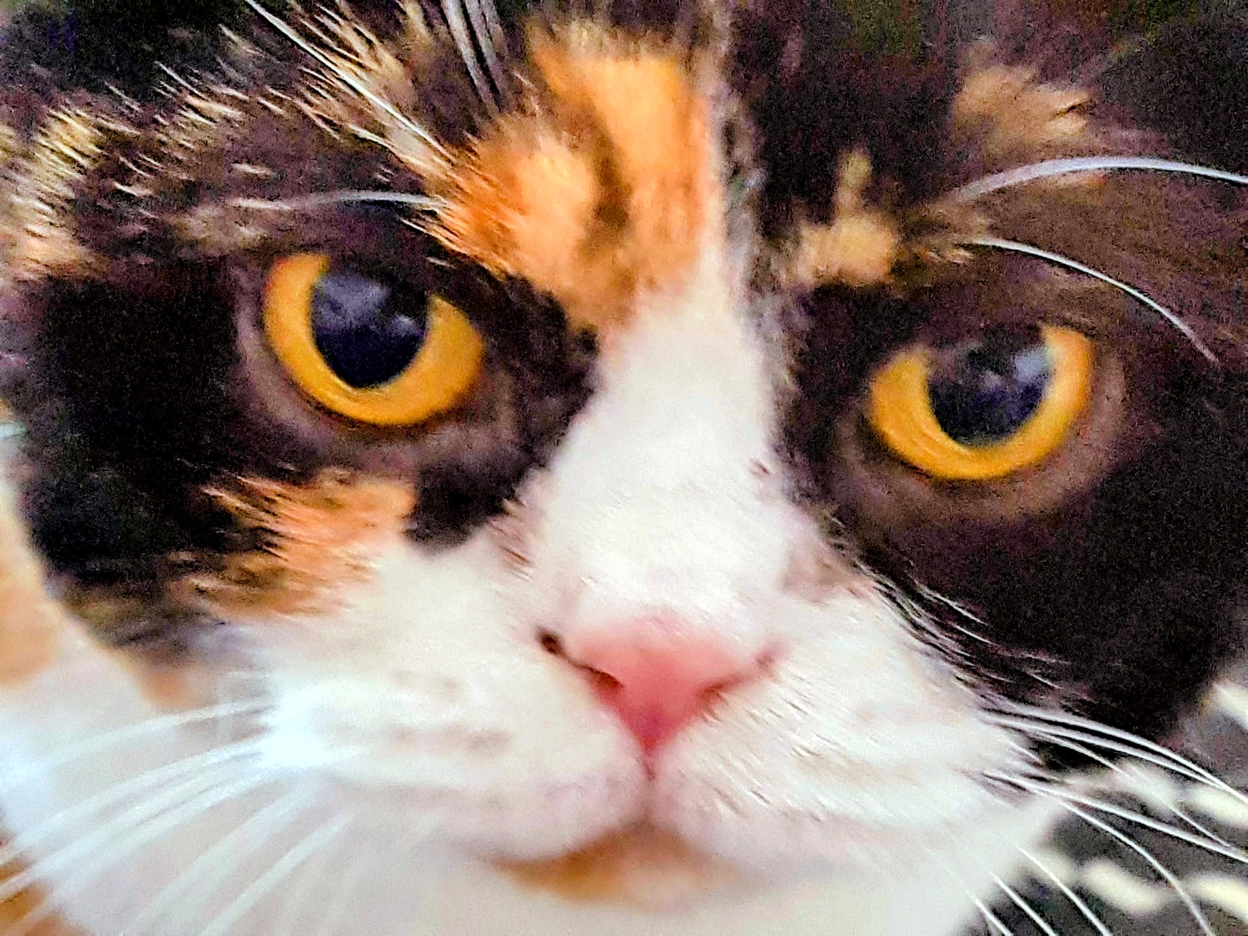 Katze bei der Betreuung in Krefeld